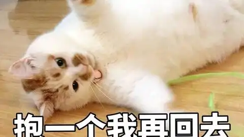 啪的一声没了的表情包猫