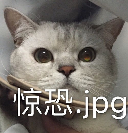  以猫为主的动物向表情包233333流量慎入