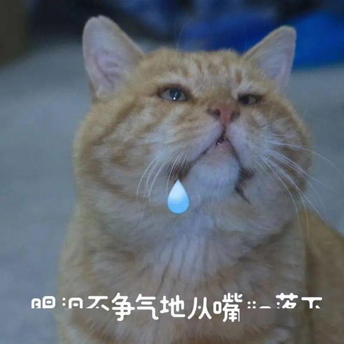  宿霸橘座保研财大公寓,是我喵生的坚持文末表情包暴击