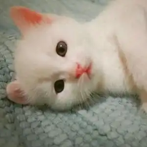  猫和老鼠这是爱情