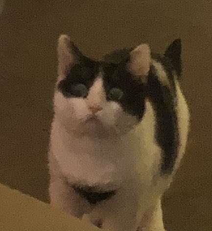 主人假装霸占猫咪最爱的盒子,猫咪发现后惊讶的表情,笑哭主人