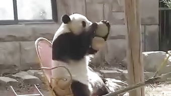  萌爆了熊猫坐摇摇椅