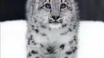 藏语趣配音芝士雪豹 藏语趣配音芝士雪豹