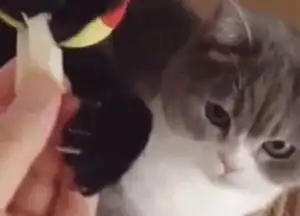 黑猫为了抢食物,直接把旁边的猫挤掉了,而边上猫的表情... 黑猫为了抢食物,直接把旁边的猫挤掉了,而边上猫的表情...