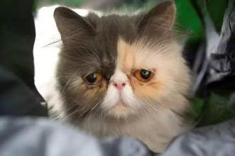 猫咪呕吐表情包怜爱