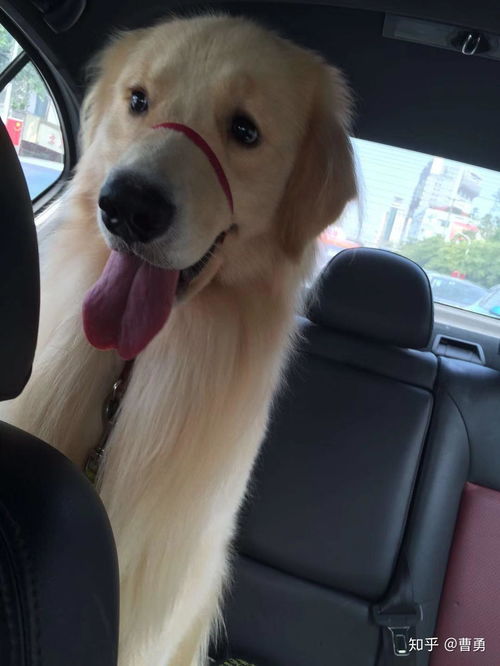  狗狗咧嘴真的是在笑吗