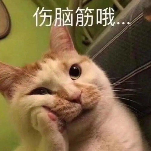 小声bb表情包猫耳朵降温