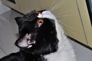  表情丰富活泼可爱的小猫咪