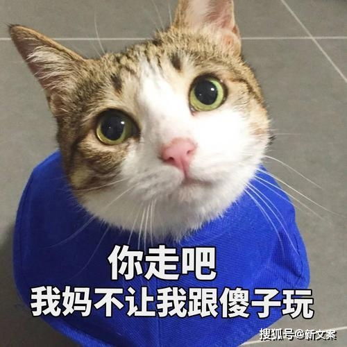  网友日常迷惑行为大赏,哈哈哈,竟被自己蠢哭