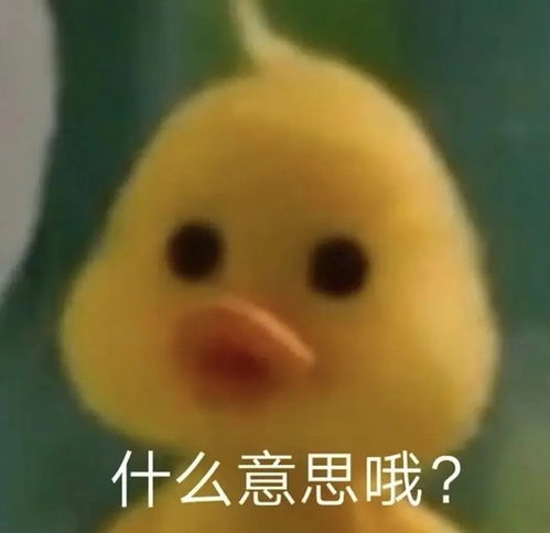 安全落地表情包鸭鸭