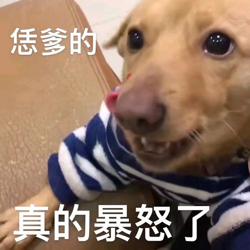  表情包收藏14