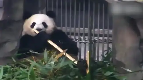 大熊猫这突然呆住的表情太萌了,看完我想改行养熊猫 大熊猫这突然呆住的表情太萌了,看完我想改行养熊猫
