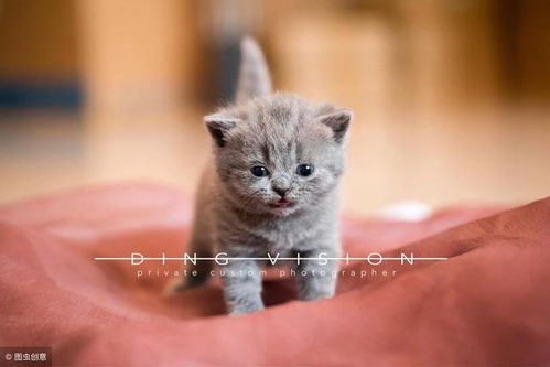 英国短毛猫表情包威胁英