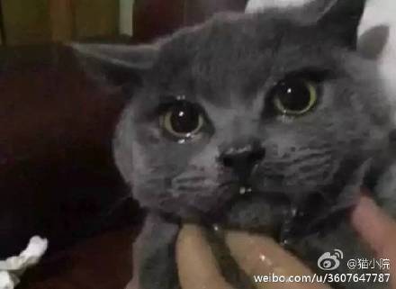  绝望的眼神表情包猫