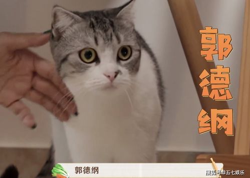  当女孩说猫咪叫郭德纲时,有谁注意岳云鹏的表情活该你红
