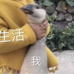 沙雕表情包l美女干饭不问吨数