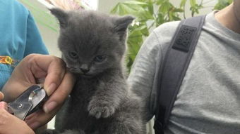二哈用手指人表情包蓝猫