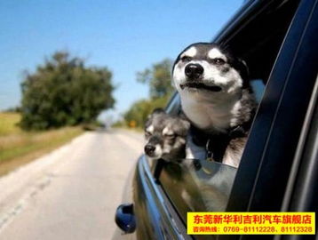  东莞新华利趣事当狗头伸出车窗的时候