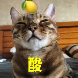 猫奴必备表情包,危险系数极高的噬元兽就快统治地球啦 猫奴必备表情包,危险系数极高的噬元兽就快统治地球啦