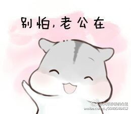  求老婆版仓鼠表情包