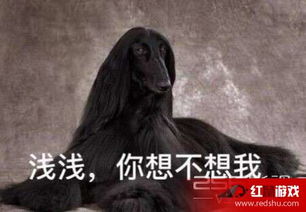  三生三世十里桃花表情包大全夜华白浅高圆圆表情包上线