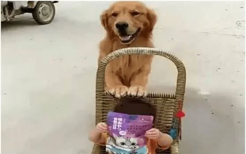 成精了的金毛不仅陪主人逗乐遛弯,还从人贩子手中救回了小主人 成精了的金毛不仅陪主人逗乐遛弯,还从人贩子手中救回了小主人