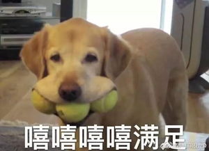 嘻嘻嘻嘻表情包小猪佩奇