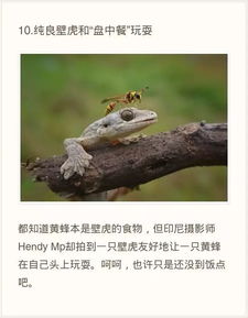  塔塔报0921德国比赛吐奶嘴,吐出一堆表情包