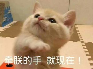  萌宠表情包第二集,请开始你们的表演