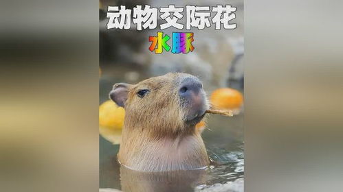 情绪超级稳定的水豚,这世上就没有它在乎的东西 情绪超级稳定的水豚,这世上就没有它在乎的东西