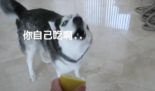  主人总是骗二哈吃柠檬,网友估计家里的沙发是保不住了