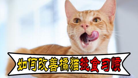  橘猫挑食不爱吃东西,应该怎么办