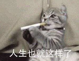  猫你饭后一支烟,我天上做神仙