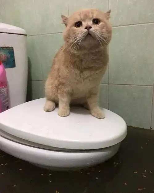  家里被水淹了,猫咪蹲在马桶上一脸愁容