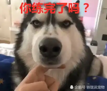  主人拿哈士奇练习把妹动作,它没忍住露出一个表情,网友是纯种