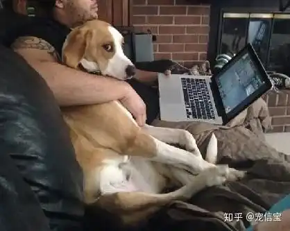 老公要抱抱表情包狗狗