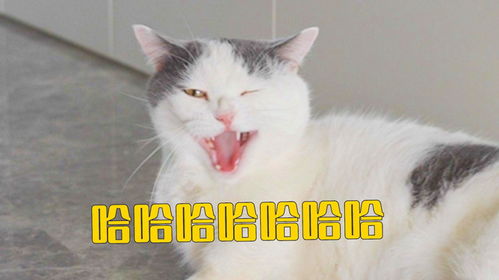  谁说小猫没有表情的前方大量表情包来袭