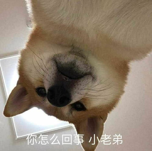  有什么好玩有趣的图片表情包吗