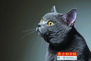 它是行走表情包还是家庭旅馆二掌柜