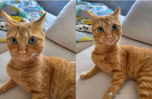  橘猫被主人骂了后,表情超戏精,主人委屈明明你先凶我的...