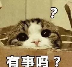  考验你眼力的时候到了,你能找到几只正在玩躲猫猫的主子呢