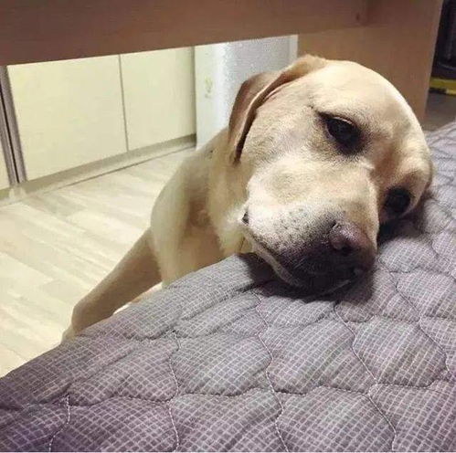  狗狗我已经快痛死了,你却还不知道