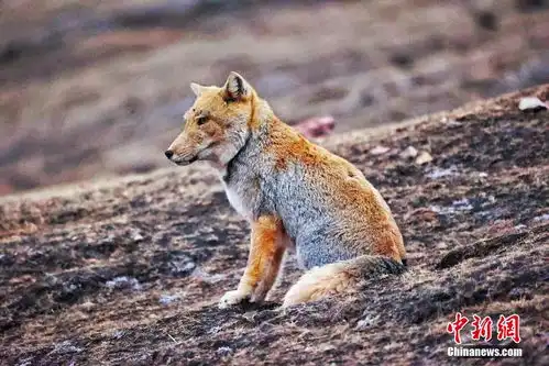 青海杂多三只藏狐晒太阳表情神似复制粘贴 青海杂多三只藏狐晒太阳表情神似复制粘贴