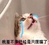 猫的表情包生无可恋表情