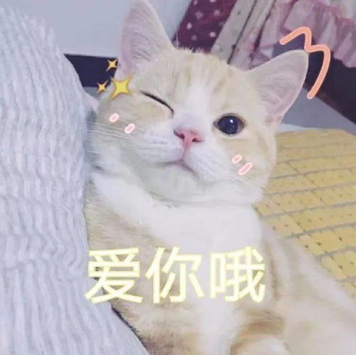 猫咪呕吐表情包表情包