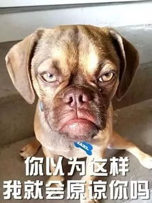  收好了狗年表情包大全有了这些,过年斗图不再怕