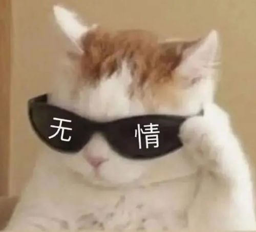  养猫以后,铲屎官也会被猫教育的三件事