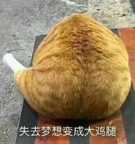  为什么很多人聊天都喜欢用猫咪表情包附最全猫咪表情包
