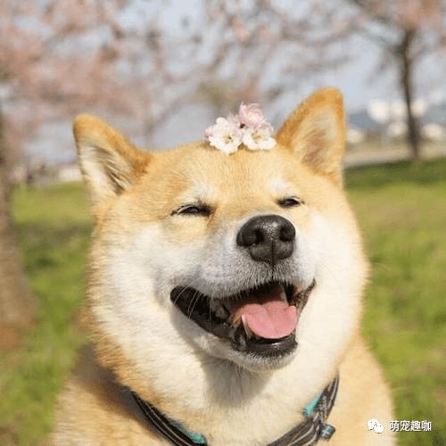  老一辈不喂狗粮的养狗方式科学吗