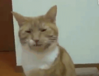  猫咪舔完小菊后吧唧了一下嘴,然后表情生无可念怀疑猫生